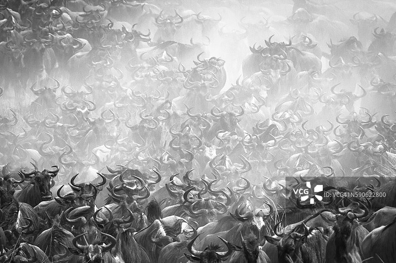 角马迁徙图片素材