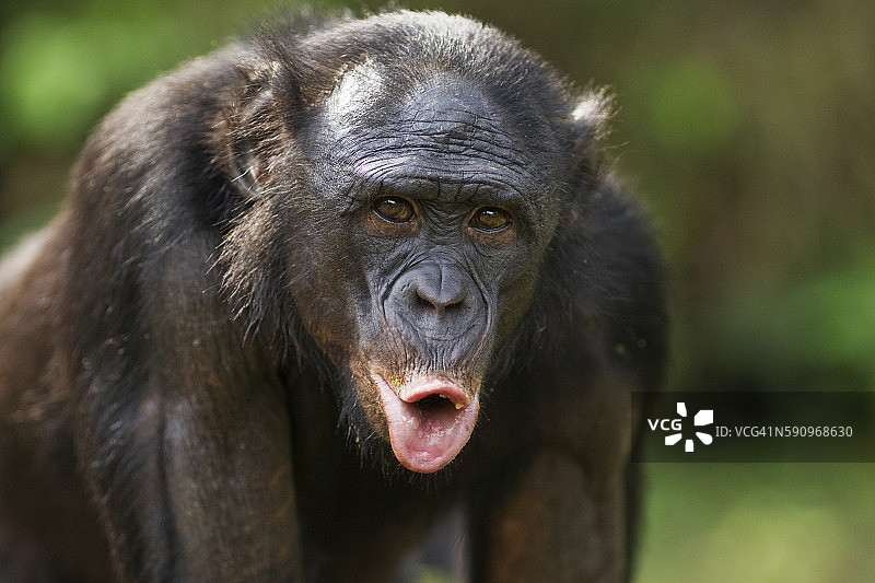成年倭黑猩猩呼唤头部和肩部图片素材