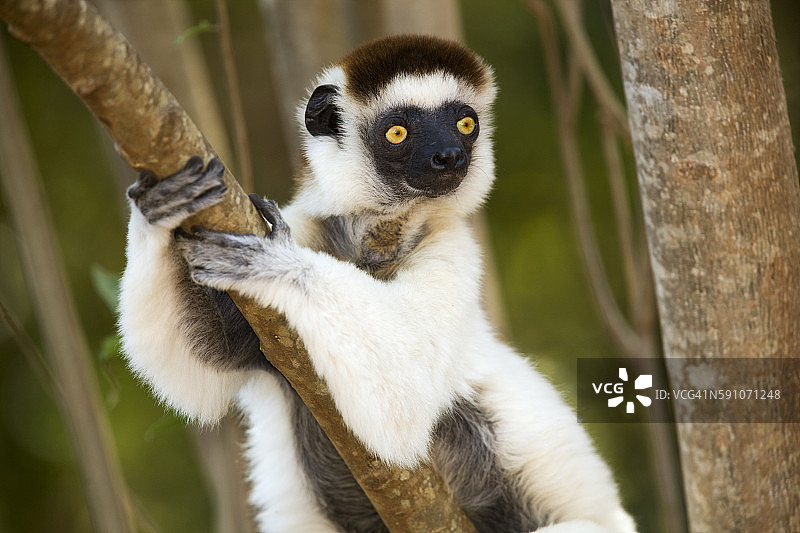 维氏冕狐猴 clinging 在树上图片素材