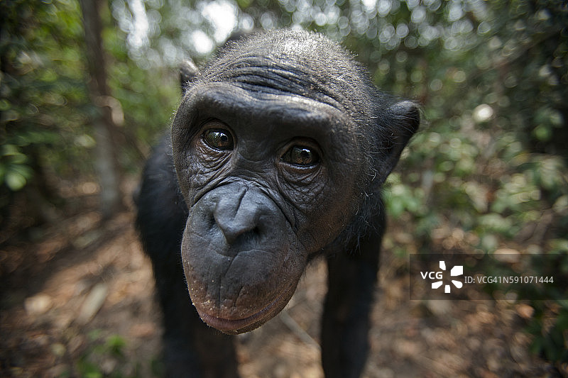 倭黑猩猩雌性“尼奥基”肖像图片素材