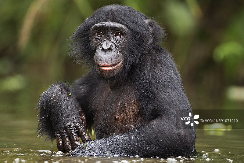 涉水行走的倭黑猩猩图片素材