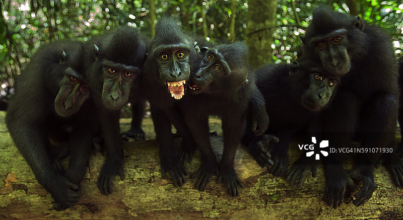 好奇观望的黑冠猕猴群图片素材