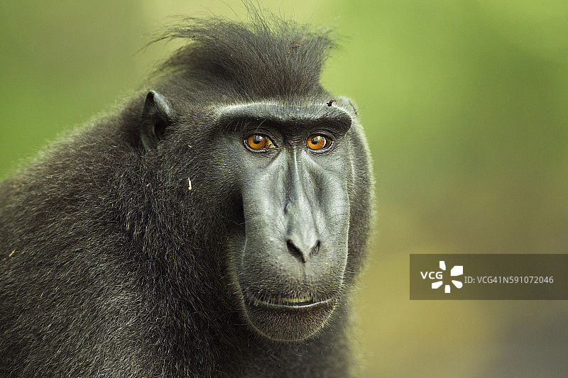 黑冠猕猴图片素材