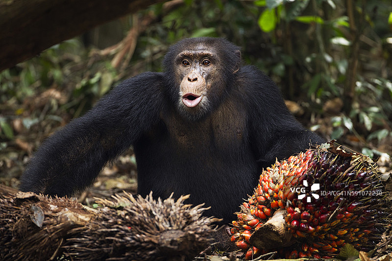 13岁的西部黑猩猩幼崽“杰杰”正在发声图片素材