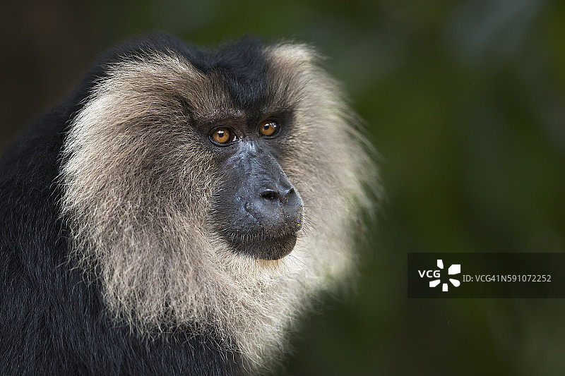 雄性狮尾猕猴肖像图片素材