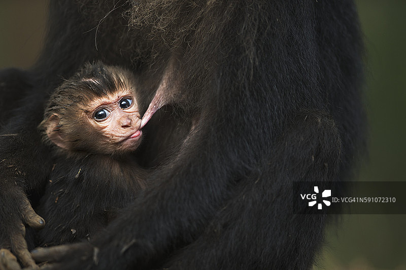 不到一个月的狮尾猕猴幼崽哺乳中图片素材