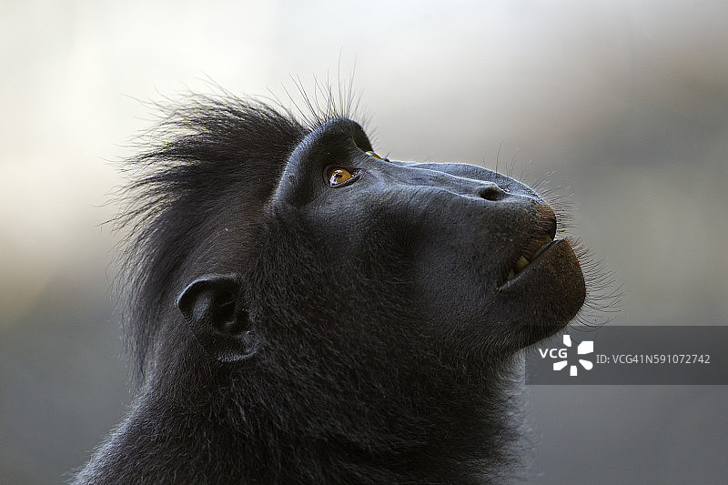 黑冠猕猴图片素材
