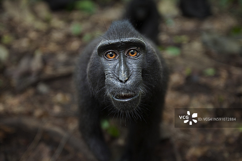 好奇地接近的黑冠猕猴幼年雄性图片素材