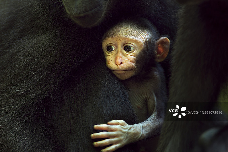 黑冠猕猴幼崽与母猴（小于1个月）图片素材