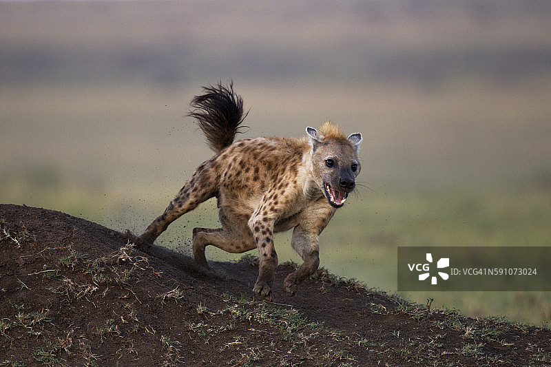 奔跑的斑鬣狗图片素材