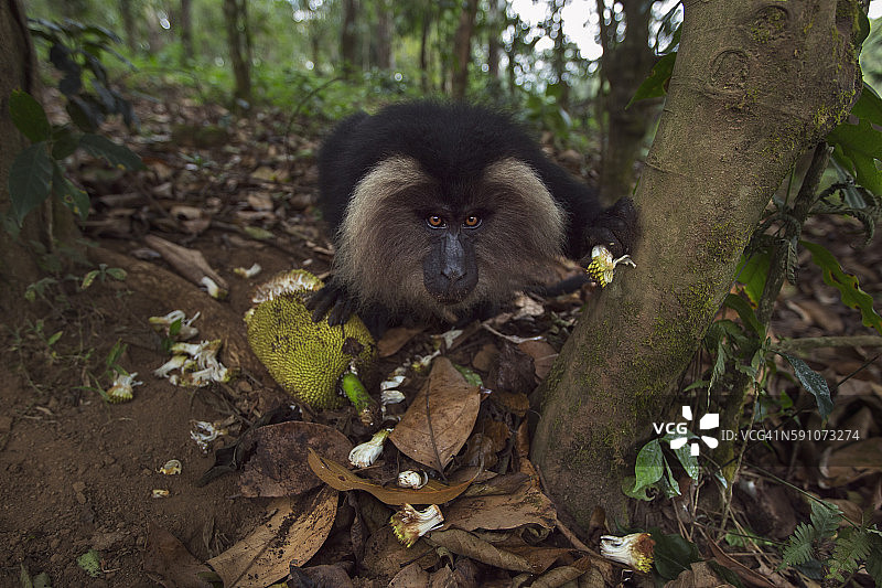 正在吃菠萝蜜的亚成年雄性狮尾猕猴图片素材