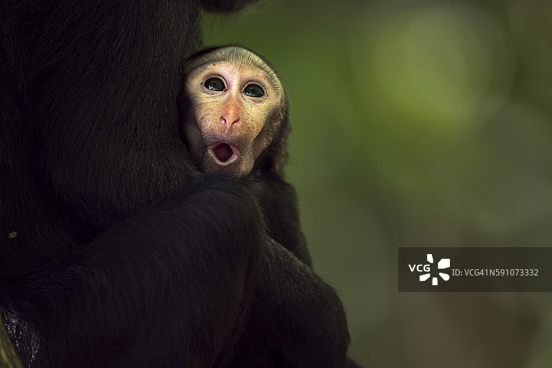 在母亲怀里不到1个月大的黑冠猕猴宝宝图片素材