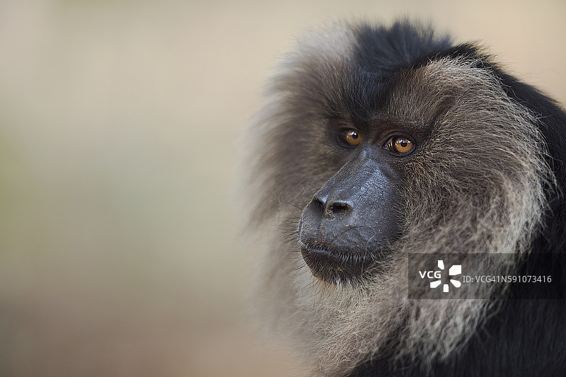 雄性狮尾猕猴肖像图片素材