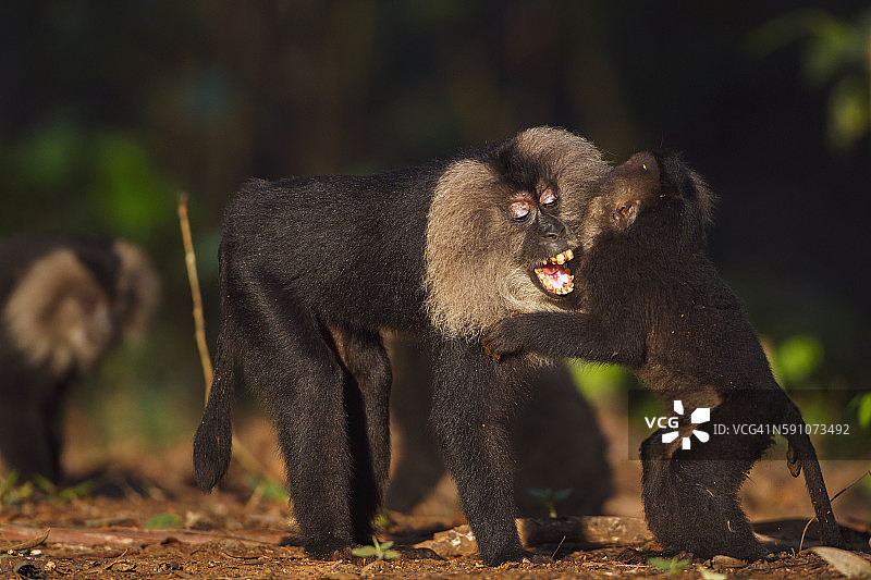 嬉戏的狮尾猕猴幼崽图片素材