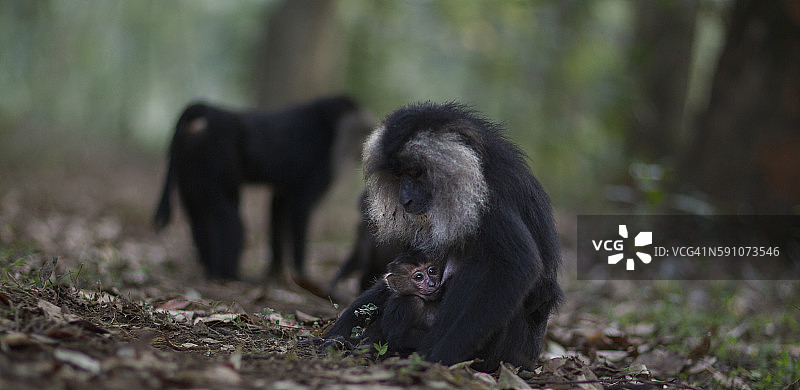 雌狮尾猕猴和6-12个月大的幼猴坐在森林小径上图片素材