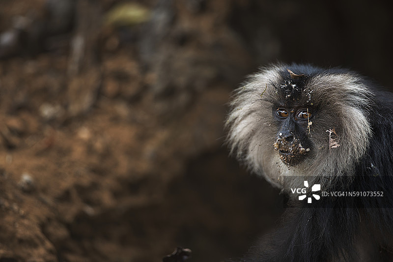 幼年狮尾猕猴肖像图片素材