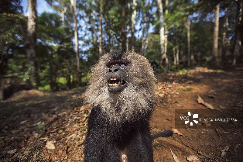 雄性狮尾猕猴肖像图片素材