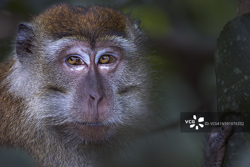 长尾猕猴成年雄猴肖像图片素材