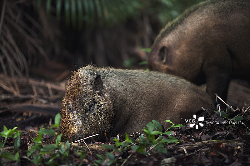 躺在森林地上的胡须猪图片素材