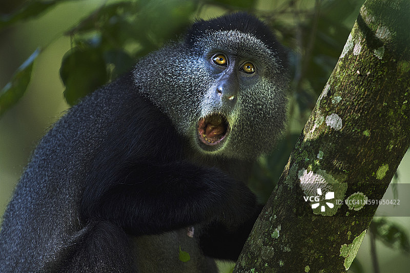 蓝猴妈妈被一块水果噎住图片素材