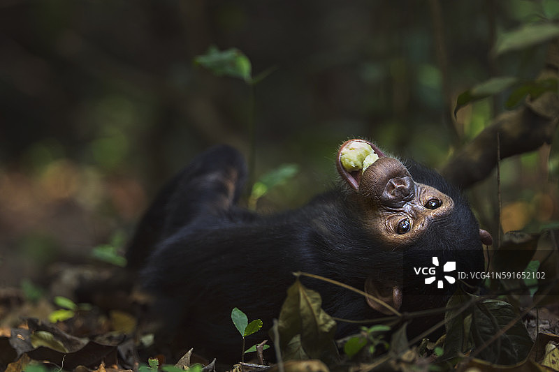 三岁雌性东部黑猩猩幼崽“法迪拉”仰卧图片素材