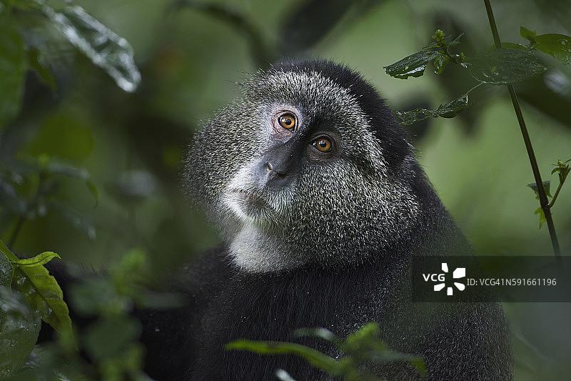 被称为“Tip”的蓝猴雄性头部和肩部肖像图片素材