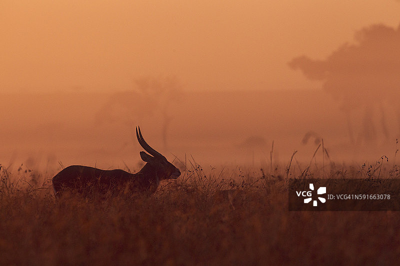 日出时的德法萨水羚雄性图片素材