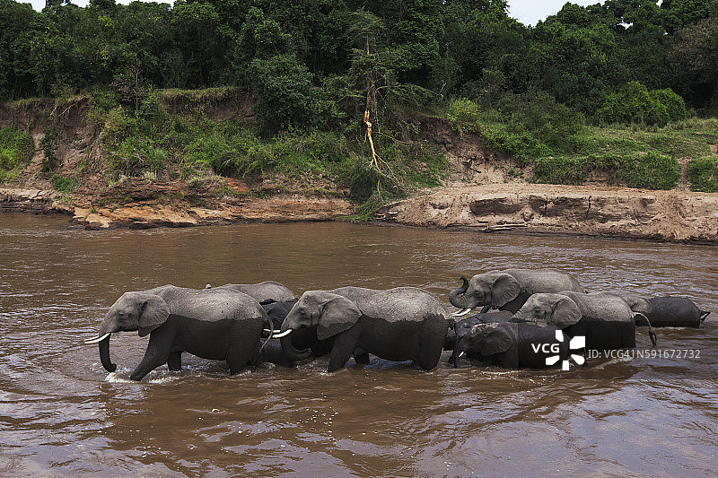 非洲象横渡马拉河图片素材