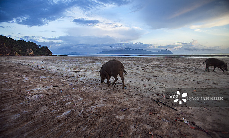 低潮时在海滩上觅食的须猪图片素材