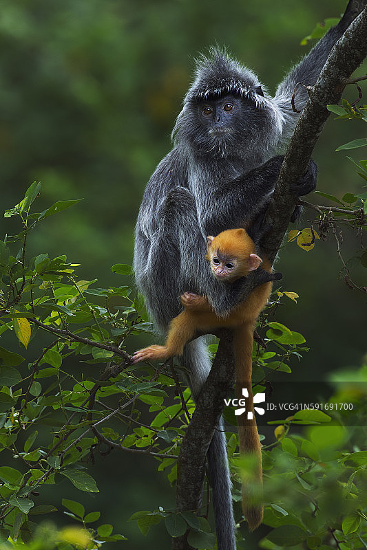 银叶猴母猴与1-2周大的幼猴坐在树上图片素材