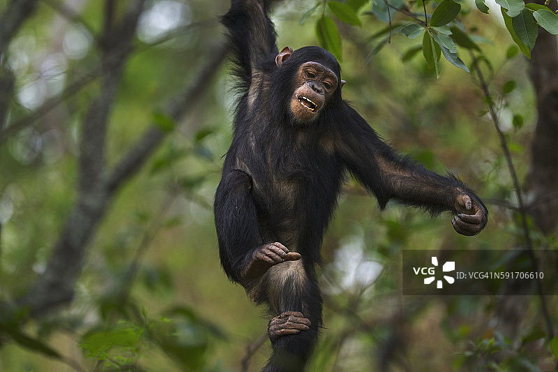 7岁的东部雌性黑猩猩幼崽“法米利亚”在树上玩耍图片素材