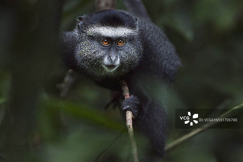 好奇地看着其他婴儿的蓝色小猴子宝宝（9-12个月大）图片素材