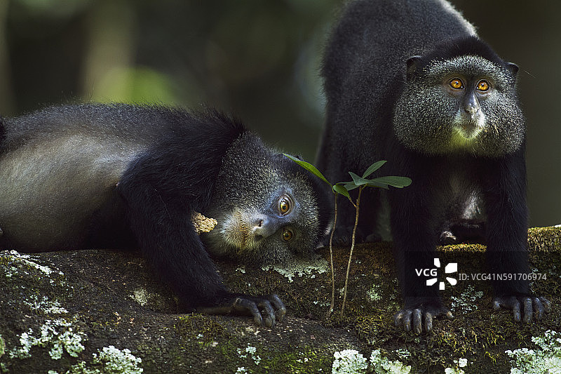 正在舔舐混凝土的蓝猴雌性图片素材