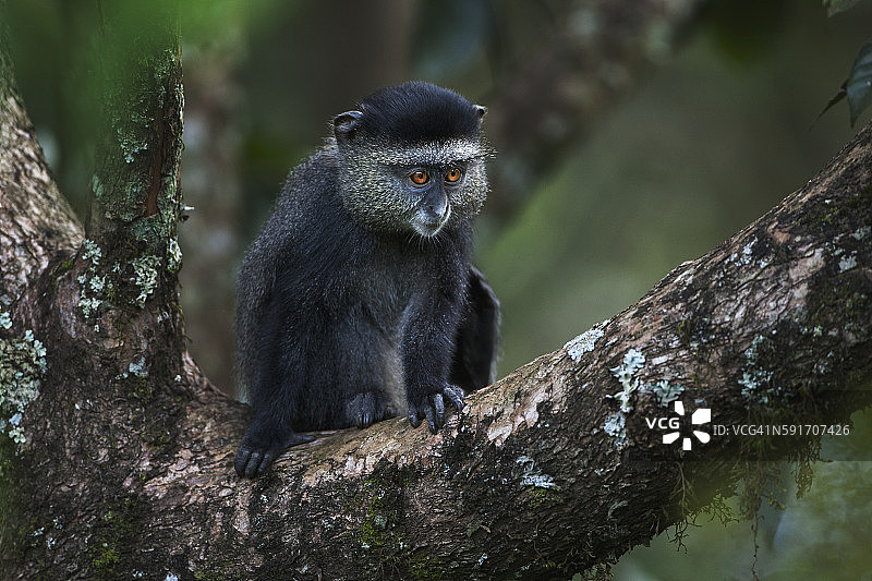 坐在树枝上的9-12个月大的蓝色小猴宝宝图片素材