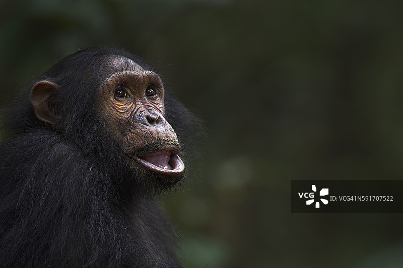11岁的雄性东部黑猩猩幼崽头部和肩部图片素材
