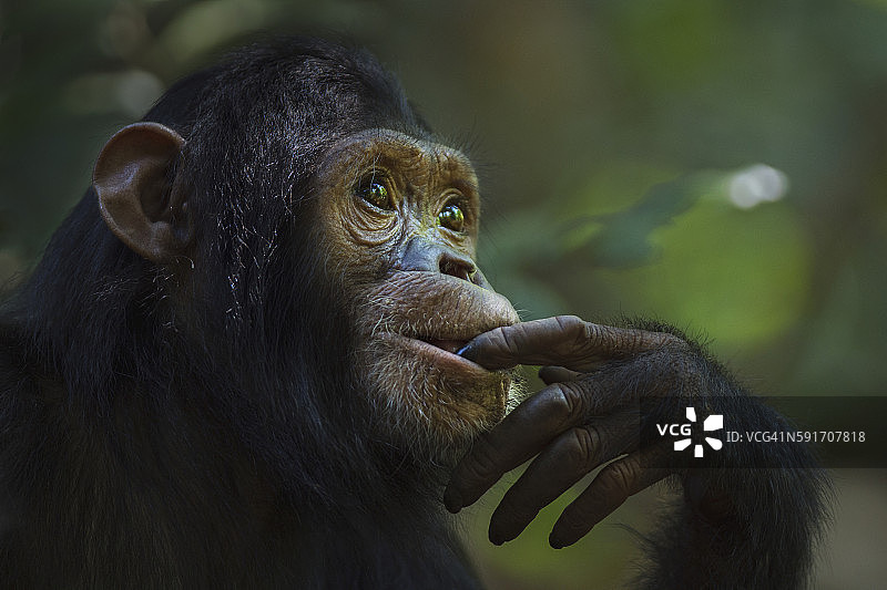 东部黑猩猩幼年雌性“Familia”，7岁肖像图片素材