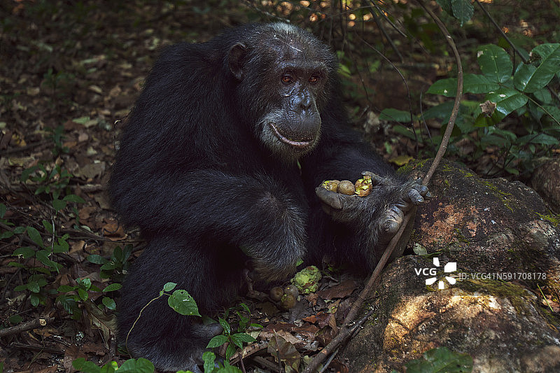 32岁的东部黑猩猩雄性“阿波罗”正在吃姆布拉果图片素材