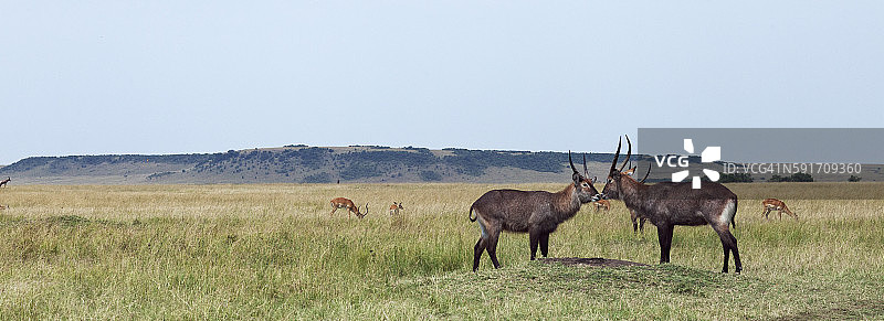 德法萨水羚雄性求偶图片素材