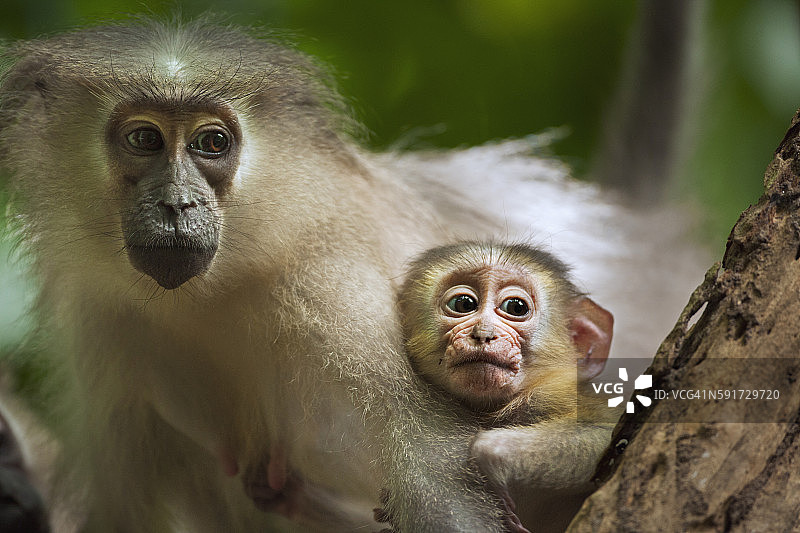 塔纳 mangabey 雄性幼崽（1-3个月大）在玩耍，而其母亲正在被梳理毛发图片素材