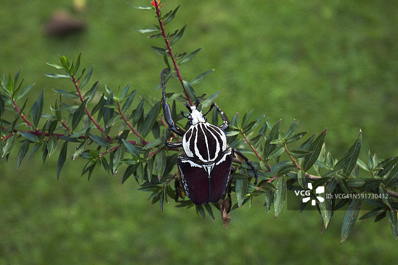 巨型歌利亚甲虫雄性。图片素材