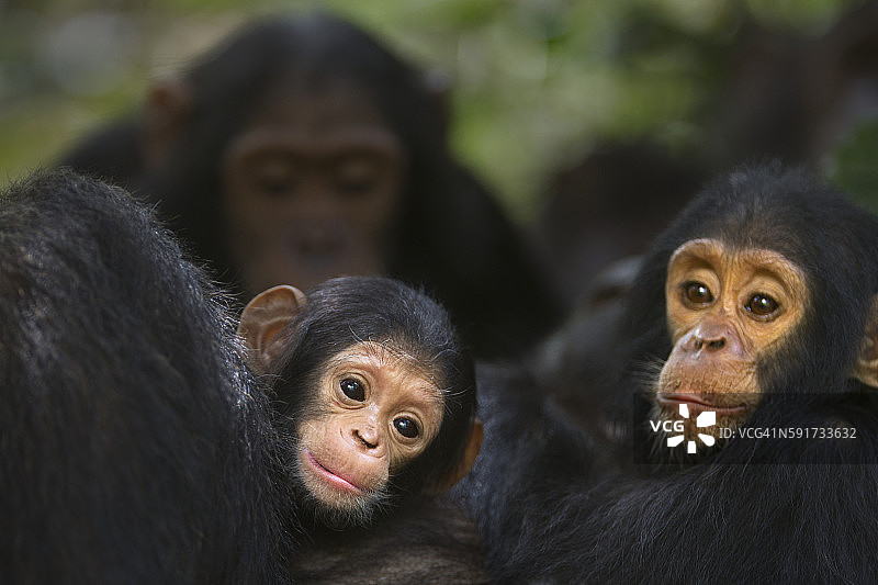 东部黑猩猩幼崽，2个月大，是“Glitter”的第一个孩子，躺在外婆身边图片素材