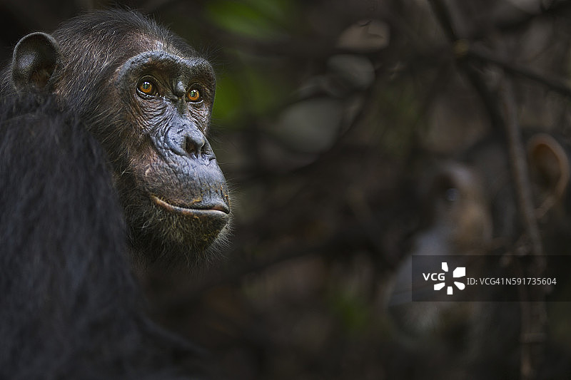 20岁雌性黑猩猩图片素材