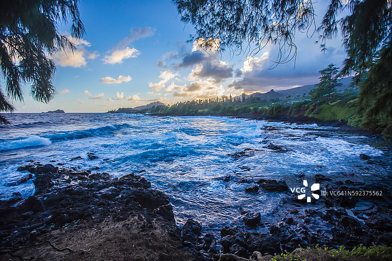 有树木的夏威夷岩石海滩图片素材
