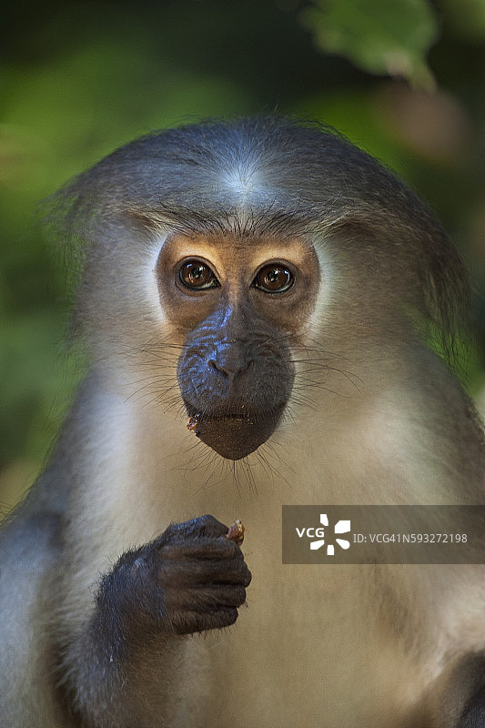年轻的塔纳河 mangabey 猴肖像图片素材