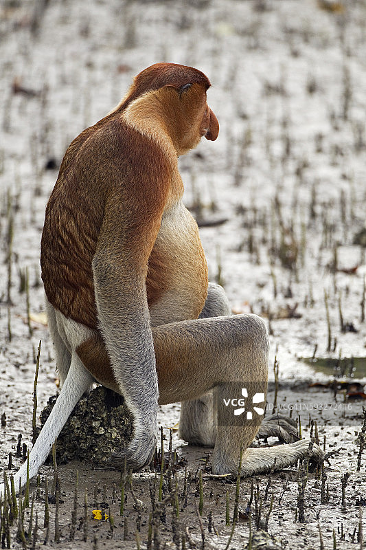 长鼻猴成年雄性坐红树林泥滩图片素材