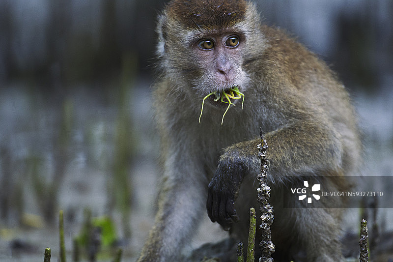 正在食用竹节虫的幼年猕猴图片素材