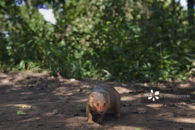 好奇的矮獴图片素材