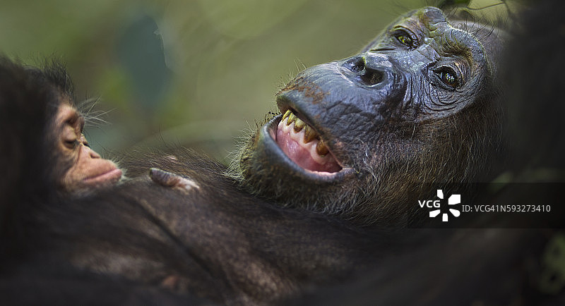 雌性东部黑猩猩图片素材