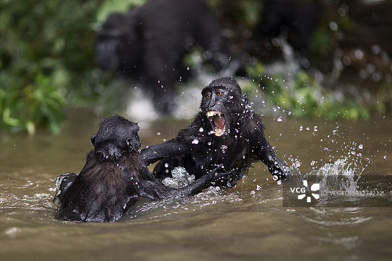 在河里嬉戏的黑冠猕猴或苏拉威西猕猴图片素材