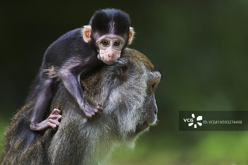 在母亲背上玩耍的2-4周大的长尾或食蟹猕猴幼崽图片素材